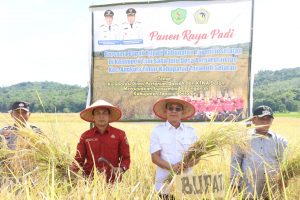 Dukung Swasembada Pangan Nasional, Bupati Tapsel Pimpin Panen Raya Padi di Pargarutan Jae