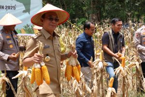 Bupati Tapsel Hadiri Panen Raya Jagung Serentak di Batang Toru, Dorong Swasembada Pangan